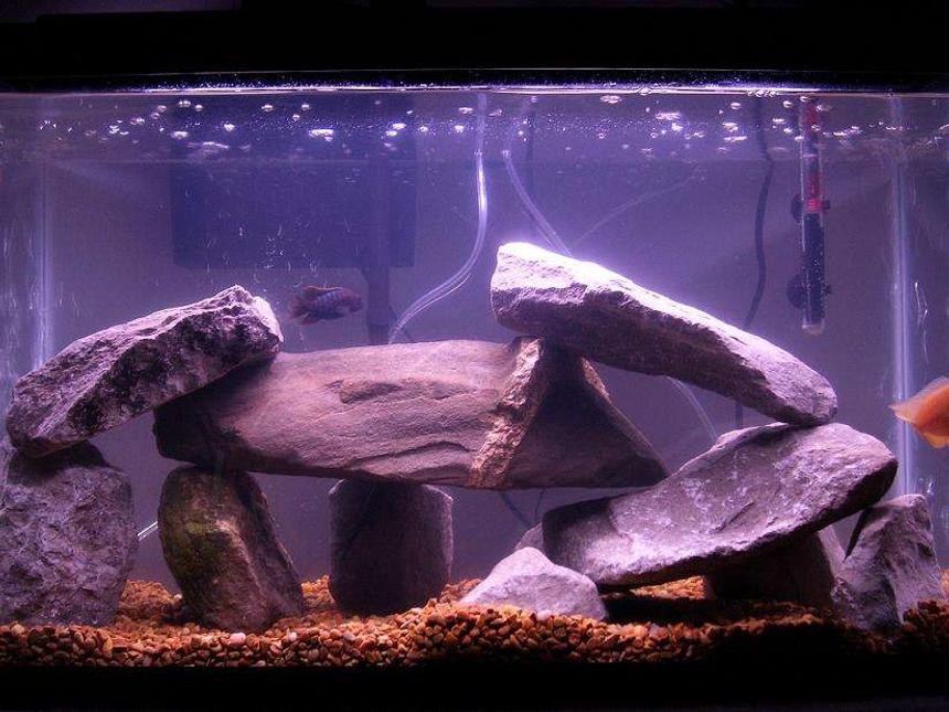 Rated #210: 29 Gallons Freshwater Fish Tank - 29 gallon tank, 2 African Cichlids, 1 Oscar Cichlid, 1 Plecostomus, 2 Black Convicts, with random rocks I found around the yard