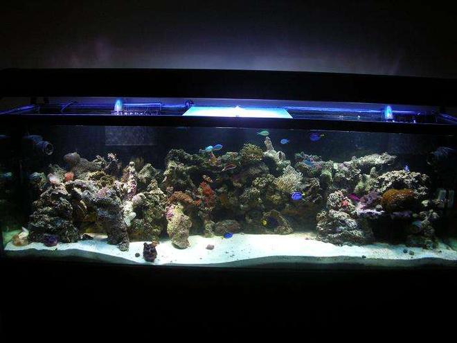 125 gallons reef tank (mostly live coral and fish) - 5 months