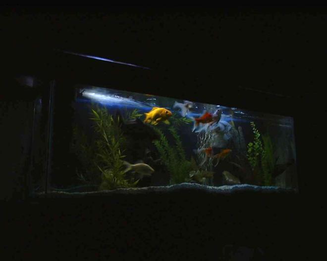 36 gallons freshwater fish tank (mostly fish and non-living decorations) - 36g, 3 goldfish, 2 koi, 3 comets, oranda, feeder fish