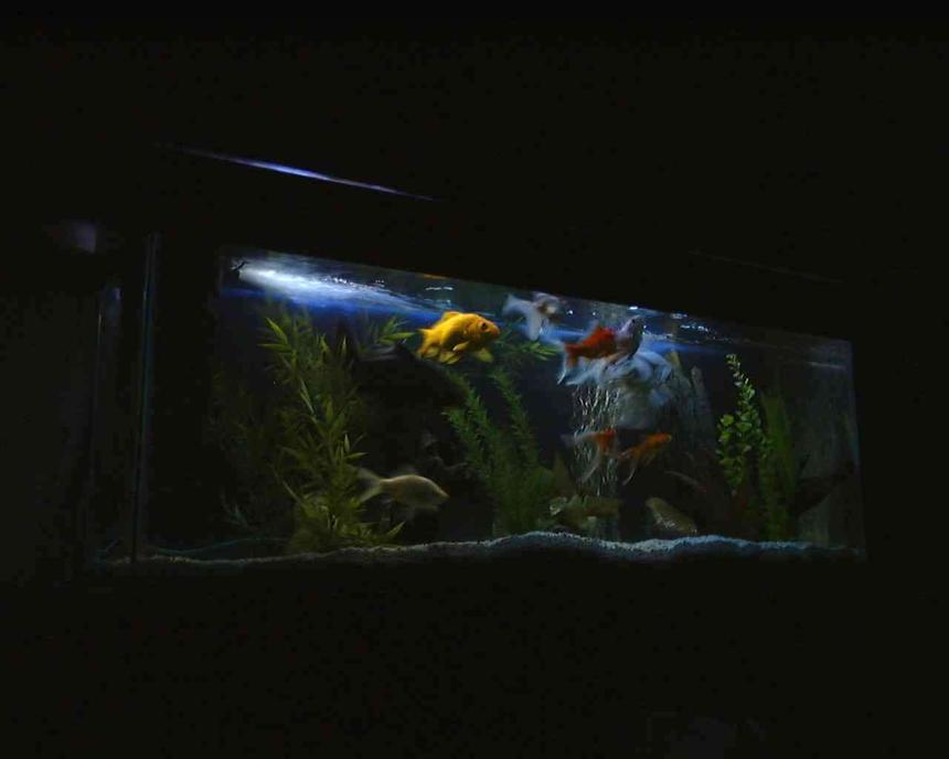 Rated #244: 36 Gallons Freshwater Fish Tank - 36g, 3 goldfish, 2 koi, 3 comets, oranda, feeder fish