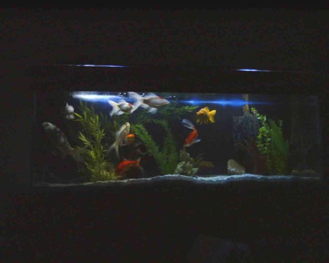 36 gallons freshwater fish tank (mostly fish and non-living decorations) - 36g, 3 goldfish, 2 koi, 3 comets, oranda, feeder fish