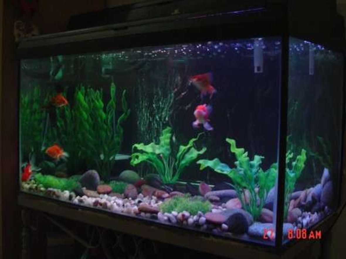 30 gallons freshwater fish tank (mostly fish and non-living decorations) - My first goldfish tank