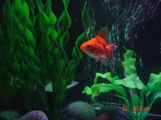 freshwater fish - carassius auratus - ryukin goldfish stocking in 30 gallons tank - Ryukin goldfish