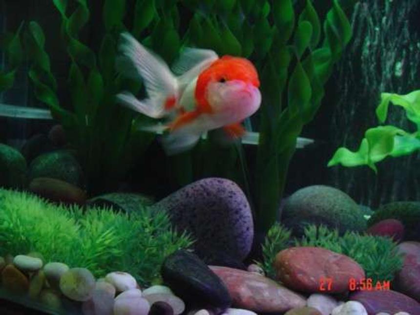 Rated #2305: Freshwater Fish - Carassius Auratus - Red Cap Oranda Goldfish Stocking In 30 Gallons Tank - Oranda goldfish