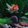 freshwater fish - carassius auratus - red cap oranda goldfish stocking in 30 gallons tank - Oranda goldfish