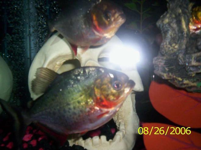 55 gallons freshwater fish tank (mostly fish and non-living decorations) - couple pics of my pirhana when there not hiding.