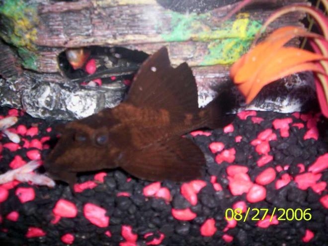freshwater fish - pterygoplichthys scrophus - rhino pleco stocking in 55 gallons tank - picture of my Rhino pleco with full fin up.
