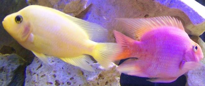 freshwater fish - amphilophus labiatus - red devil stocking in 55 gallons tank - Red Devil & Parrot