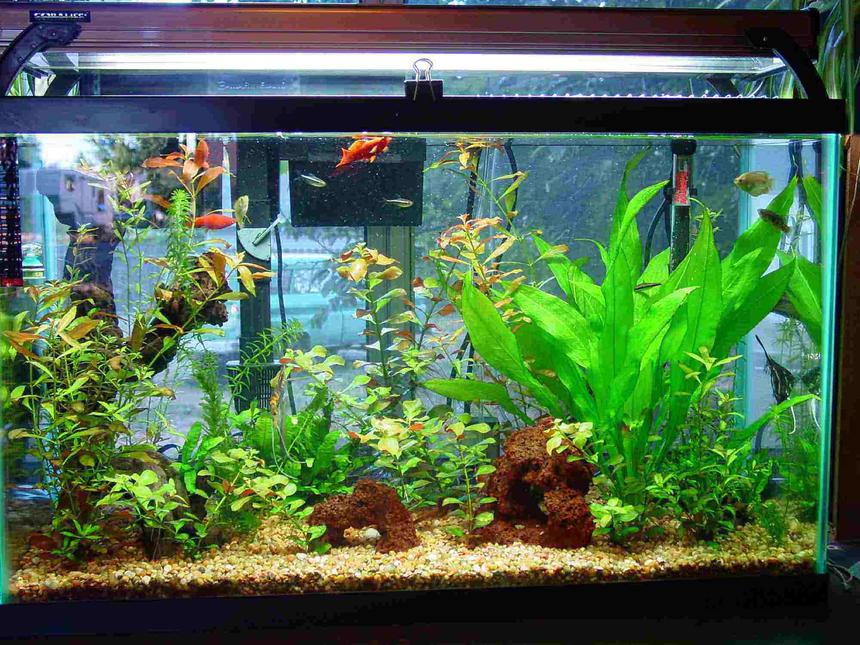Rated #1600: 30 Gallons Planted Tank - 30 gal, dye co2 system, penguin 350 powerfilter, 200 watt heater, 160 watt aqualights on for 12 hours a day. 20 percent water change every saturday, feeding 3 tmes a week.