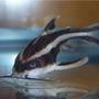 freshwater fish - platydoras costatus - striped raphael catfish stocking in 72 gallons tank - Striped Raphael Catfish, Platydoras Costatus