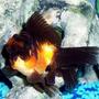 freshwater fish - carassius auratus - panda oranda goldfish stocking in 72 gallons tank - Goldfish, Red and Black Oranda