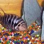 freshwater fish - archocentrus nigrofasciatus - black convict cichlid stocking in 45 gallons tank