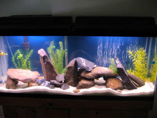 55 gallons freshwater fish tank (mostly fish and non-living decorations) - added some more river rocks