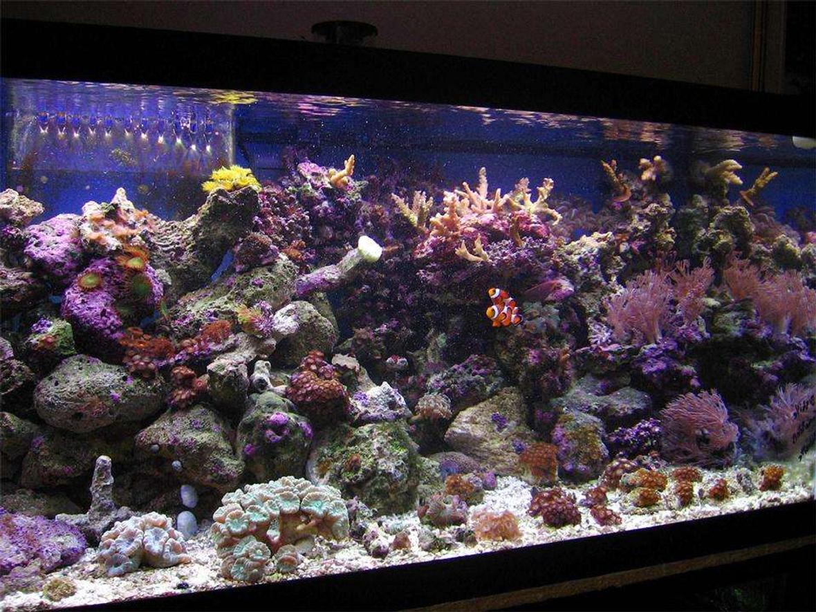 45 gallons reef tank (mostly live coral and fish) - 40 Gallon Breeder Display tank at 3 and a half months (May-Aug 06).