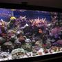 45 gallons reef tank (mostly live coral and fish) - 40 Gallon Breeder Display tank at 3 and a half months (May-Aug 06).