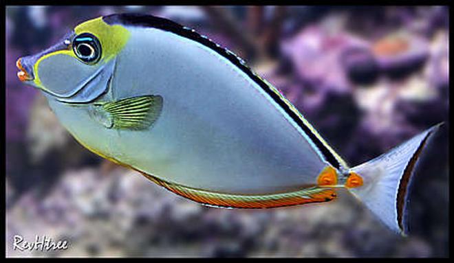 saltwater fish - naso lituratus - naso tang stocking in 125 gallons tank - 2 yr old Naso Tang
