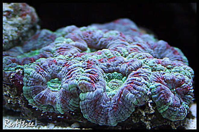 corals inverts - acanthastrea lordhowensis - acan lord stocking in 125 gallons tank - Acan Lord