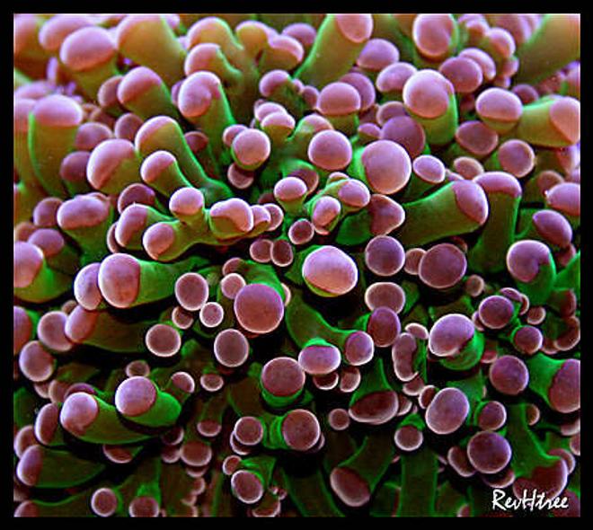 corals inverts - euphyllia paradivisa - frogspawn coral stocking in 125 gallons tank - Frogspawn