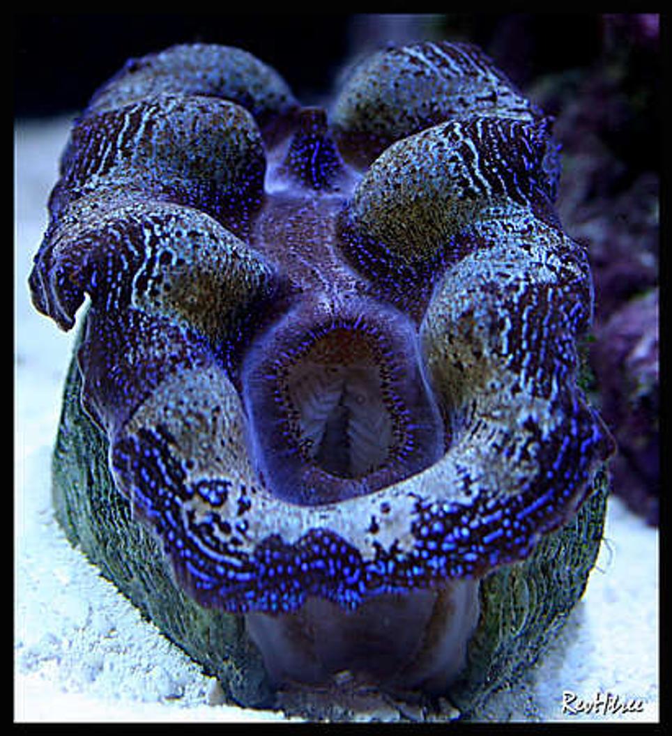 corals inverts - tridacna sp. - tridacna clam stocking in 125 gallons tank - Clam