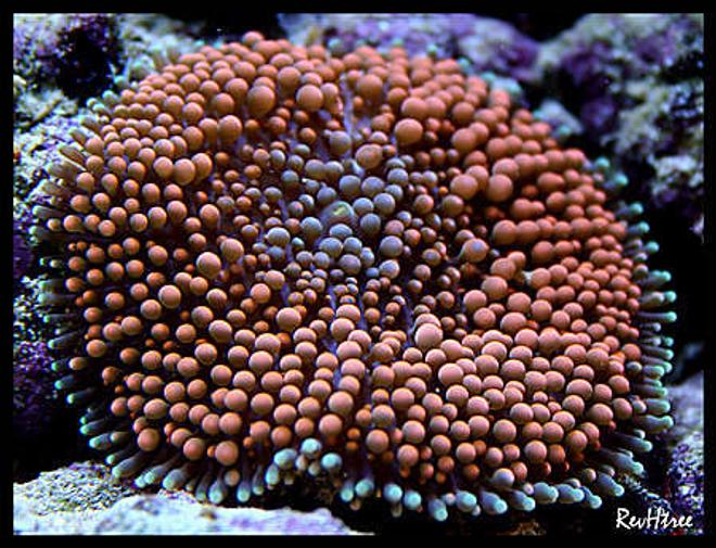 corals inverts - ricordea yuma - orange ricordea mushroom stocking in 125 gallons tank - Yuma Ricordia Mushroom
