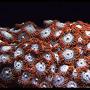 corals inverts - zoanthus sp. - fire & ice zoanthids stocking in 125 gallons tank - Zoanthids (Fire & Ice)