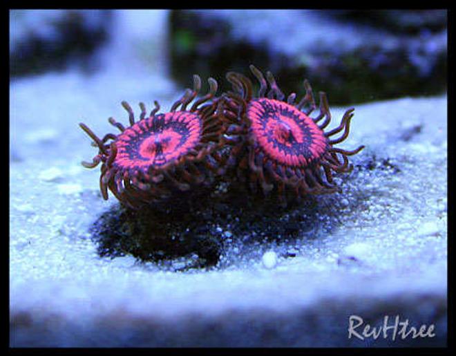 corals inverts - zoanthus sp. - colony polyp stocking in 125 gallons tank - Zoanthids (Armeggedons)