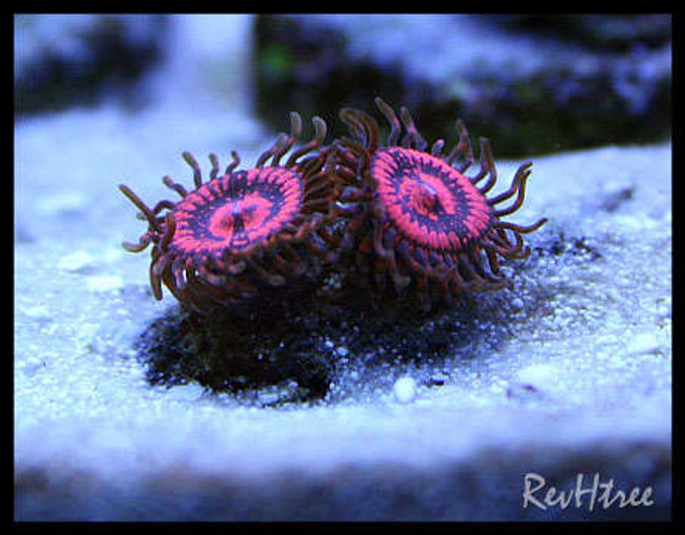 corals inverts - zoanthus sp. - colony polyp stocking in 125 gallons tank - Zoanthids (Armeggedons)