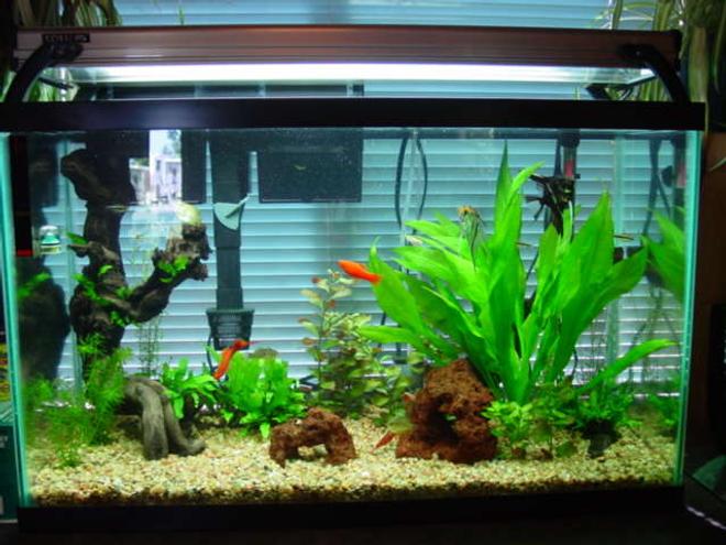 30 gallons planted tank (mostly live plants and fish) - After a full revamp of the tank. Tank grows out of control, and requires pruning every 2 weeks. Lot's of work, and I love every minute of it!