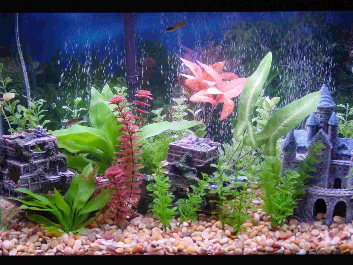 30 gallons freshwater fish tank (mostly fish and non-living decorations) - This s my Tank {see planted tanks} before I went all natural. Loved it, but wanted to go real plants . . . .