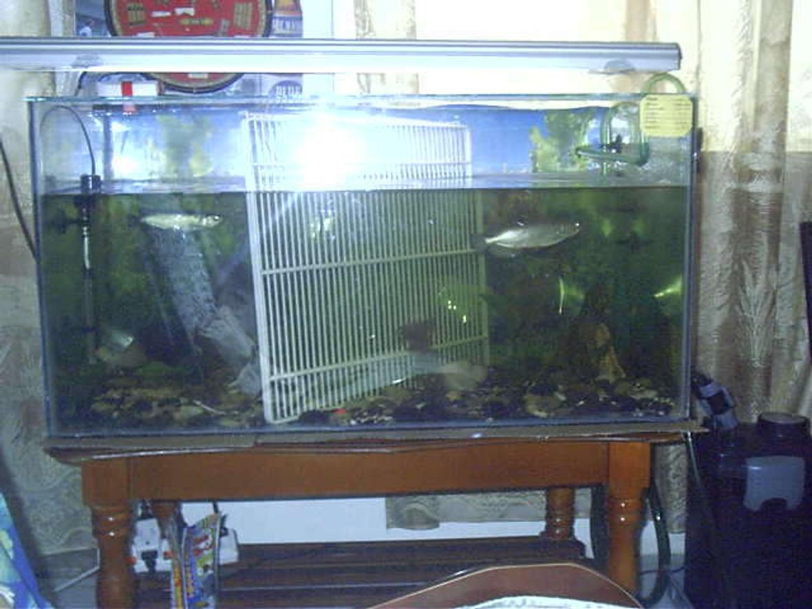 300 gallons freshwater fish tank (mostly fish and non-living decorations) - hh