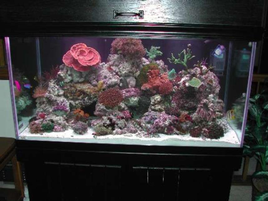 Rated #81: 120 Gallons Reef Tank - Tank is a 120 gallon, 48"x24"x24" and has the following inhabitants:

Dwarf Fuzzy Lionfish, Copperband Butterfly, Yellow-tailed Blue Damsel, Pajama Cardinal Fish, Orchid Dottyback, One-Spot Rabbitfish, Maroon Clownfish

Alcyonium, Maroon Bubbletip Anemone, Devils Finger Leather, Sarcophyton, Ricordia, Tonga Mushrooms, Daisy Polyps, Encrusting Gorgonian, Green Star Polyps, Blastomussa Welsi and Merletti, Montipora Capricornis, Montipora Digitata, Green Tree, Blue Zenia, Red Sea Zenia, Crocea Clam.

I have 500 watts of MH and 220 watts of VHO.  I also have a LunerTracker for night time viewing.   My sump is a 30 gallon breeder with baffles which houses an AquaMedic Skimmer and a Mag12 return pump.  There is also an automatic topoff unit.  

The tank is the result of combining a 55 gallon and a 29 gallon.  Now I only have one tank to take care of:)