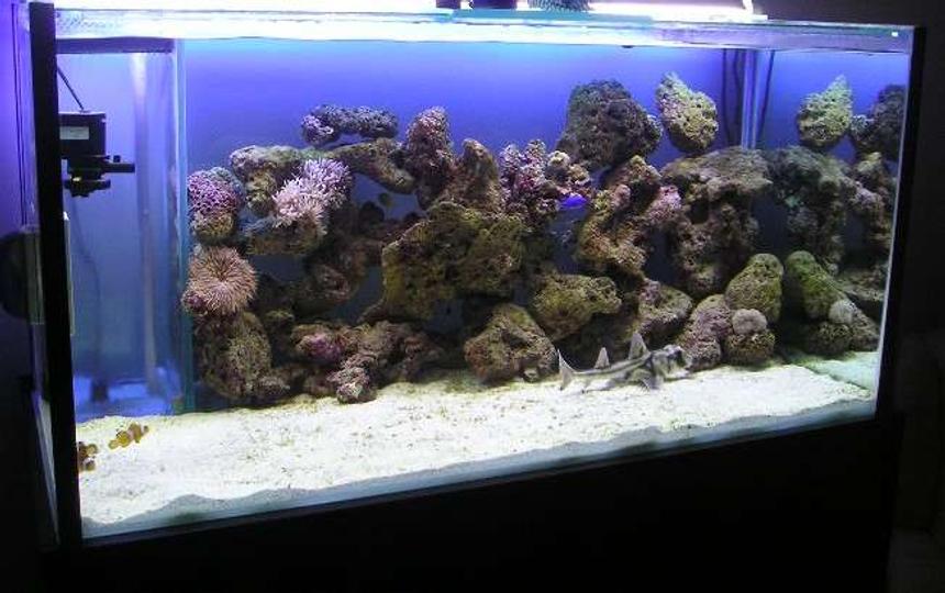Rated #20: 280 Gallons Saltwater Fish Tank - were did every one go??? newly introduced sharks will do that to fish