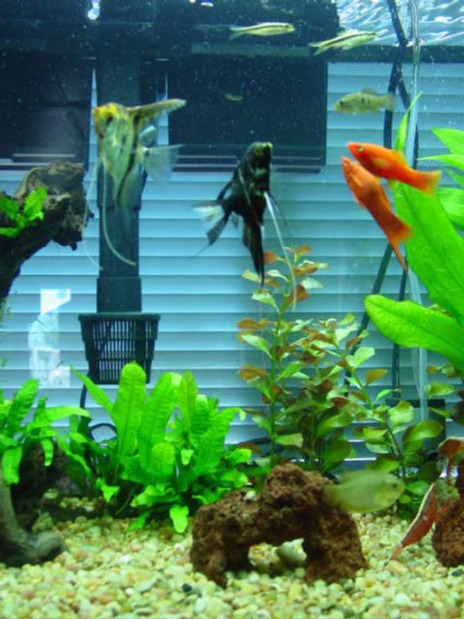 30 gallons planted tank (mostly live plants and fish) - Close up of the left side, the angels, and swords seen here along with the FFF {florda flag fish} in the far back, and the 2 Chineese Algea eaters. also female Gourami bottom right, and 2 wood shrimp! . .  Drift wood, with numerous Java ferns growing off of it . ..