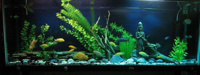 45 gallons freshwater fish tank (mostly fish and non-living decorations) - acuario d 200 l. peces ciclidos.