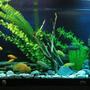45 gallons freshwater fish tank (mostly fish and non-living decorations) - acuario d 200 l. peces ciclidos.