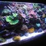 fish tank picture - 55 gallon reef tank