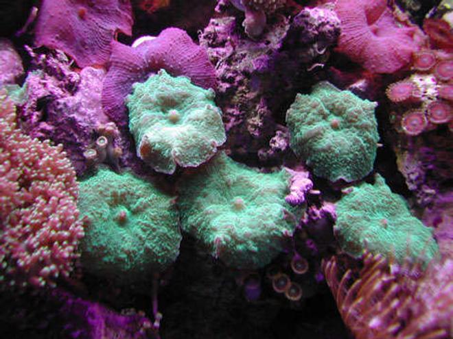 corals inverts - rhodactis inchoata - bullseye mushroom stocking in 20 gallons tank - Brilliant Green Mushrooms