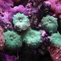 corals inverts - rhodactis inchoata - bullseye mushroom stocking in 20 gallons tank - Brilliant Green Mushrooms