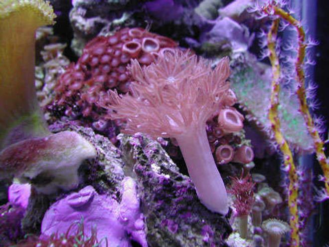 corals inverts - anthelia sp. - waving hand - blue stocking in 20 gallons tank - Pulsing Xenia