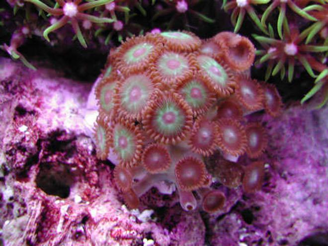 corals inverts - zoanthus sp. - colony polyp stocking in 20 gallons tank - Zoanthus Sp.