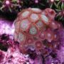 corals inverts - zoanthus sp. - colony polyp stocking in 20 gallons tank - Zoanthus Sp.
