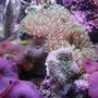 corals inverts - rhodactis inchoata - bullseye mushroom, purple stocking in 20 gallons tank - Fuzzy Mushrooms