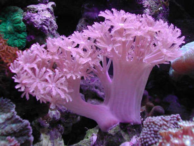 corals inverts - xenia sp. - white pom pom xenia, red sea stocking in 20 gallons tank - Xenia