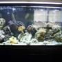 90 gallons reef tank (mostly live coral and fish) - 2 month old tank
