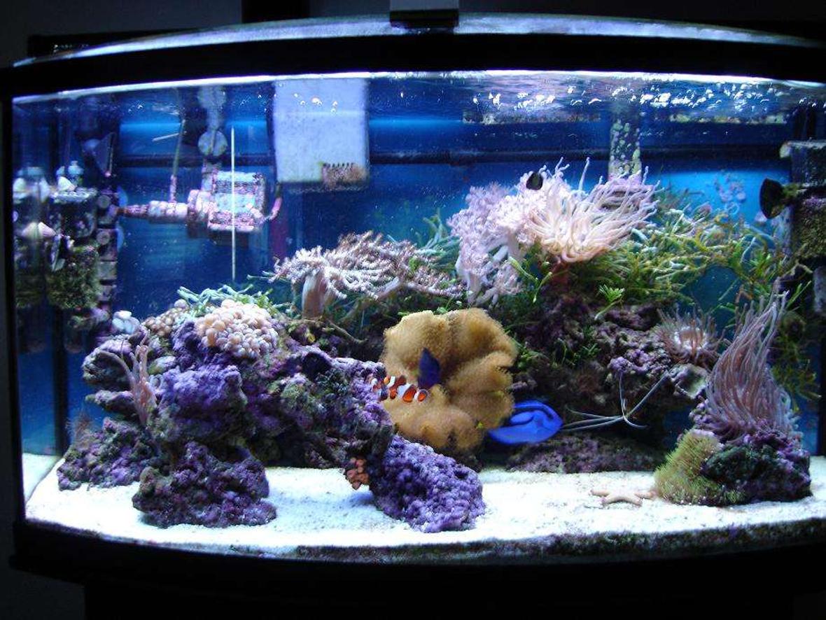 46 gallons reef tank (mostly live coral and fish) - My very 1st Rookie Tank