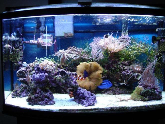 46 gallons reef tank (mostly live coral and fish) - My very 1st Rookie Tank