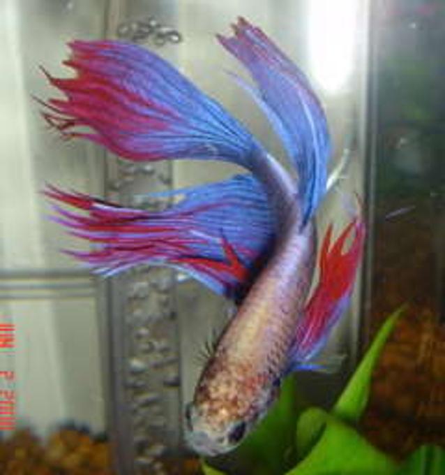 freshwater fish - betta splendens - betta - male stocking in 50 gallons tank - Betta