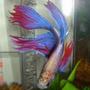 freshwater fish - betta splendens - betta - male stocking in 50 gallons tank - Betta