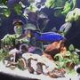 freshwater fish - sciaenochromis ahli - electric blue cichlid stocking in 46 gallons tank - African Cichlids