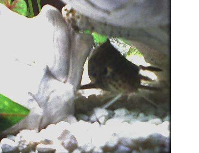 freshwater fish - synodontis nigriventris - upside down cat stocking in 46 gallons tank - Wild Caught Kitty Cat Fish